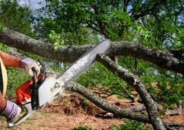 Trusted Montebello, CA Tree Removal and Landscaping Services Experts